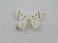 藏品(尺蛾335)的圖片